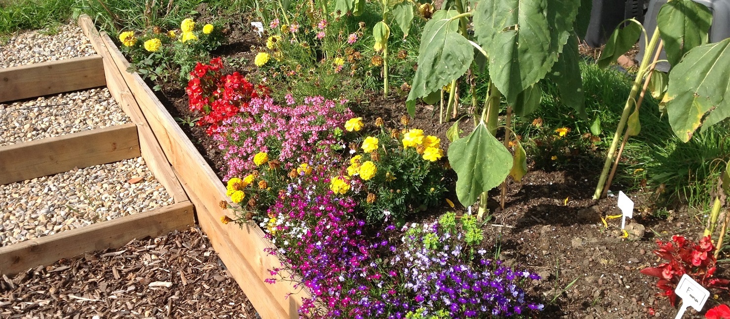 Allotment Header Image